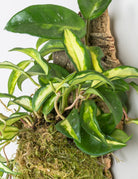 Close up of Hoya Krimson Queen vines growing out of sphagnum moss onto cork