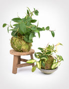 Hoya carnosa Kokedama on wooden stool and Hoya Krimson Queen Kokedama in shallow dish