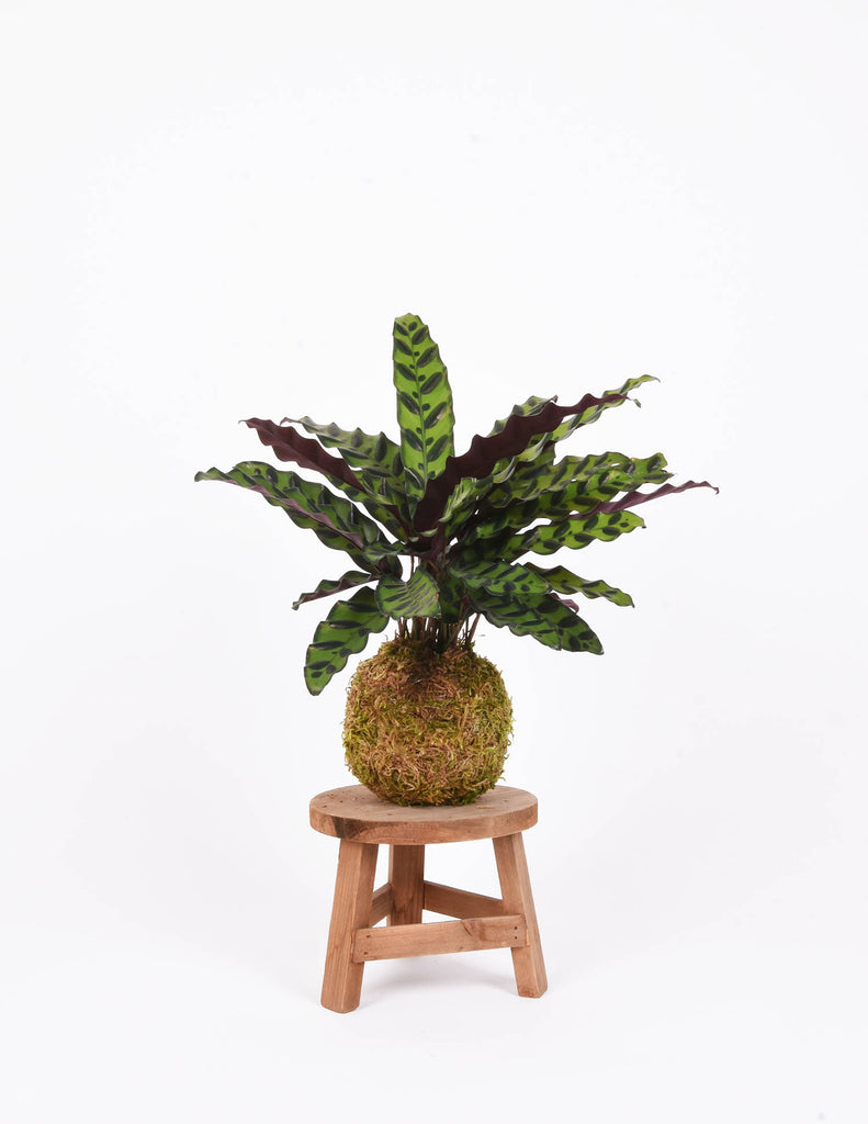 Calathea lancifolia kokedama on modern wooden stool