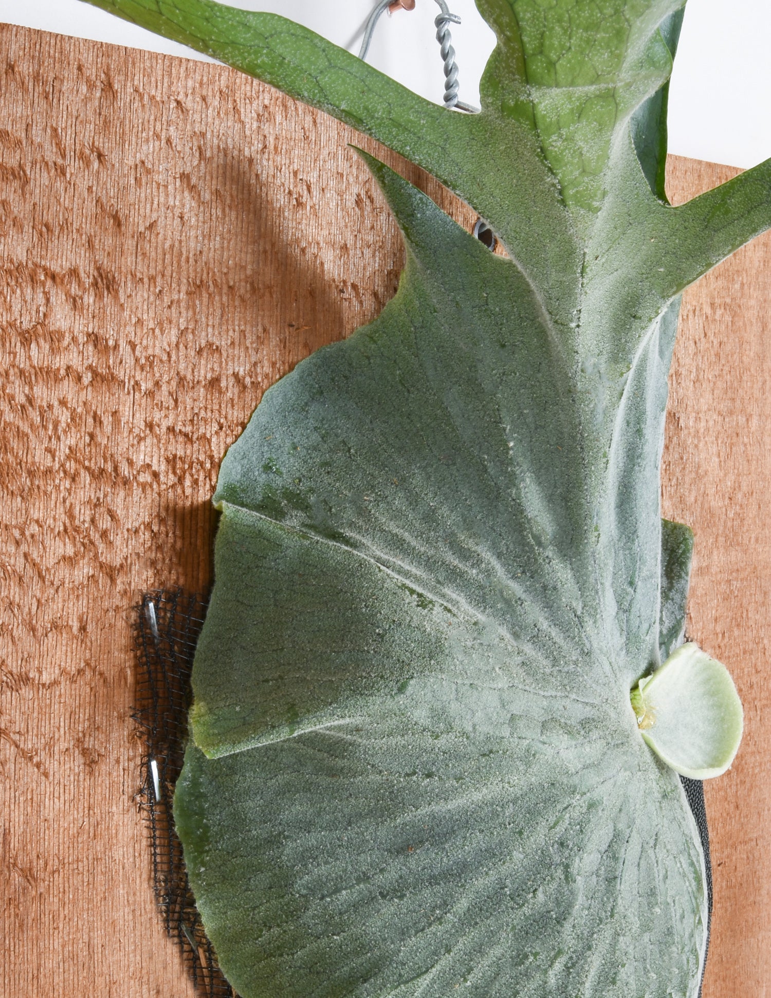 Closeup of white trichomes on shield of moosehorn fern