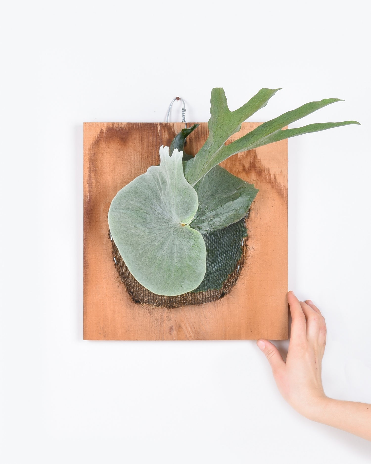 Platycerium grande growing new shield on cedar board
