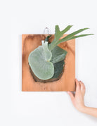 Platycerium grande growing new shield on cedar board