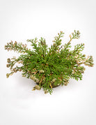 Resurrection Plant - Rose of Jericho - Pistils Nursery