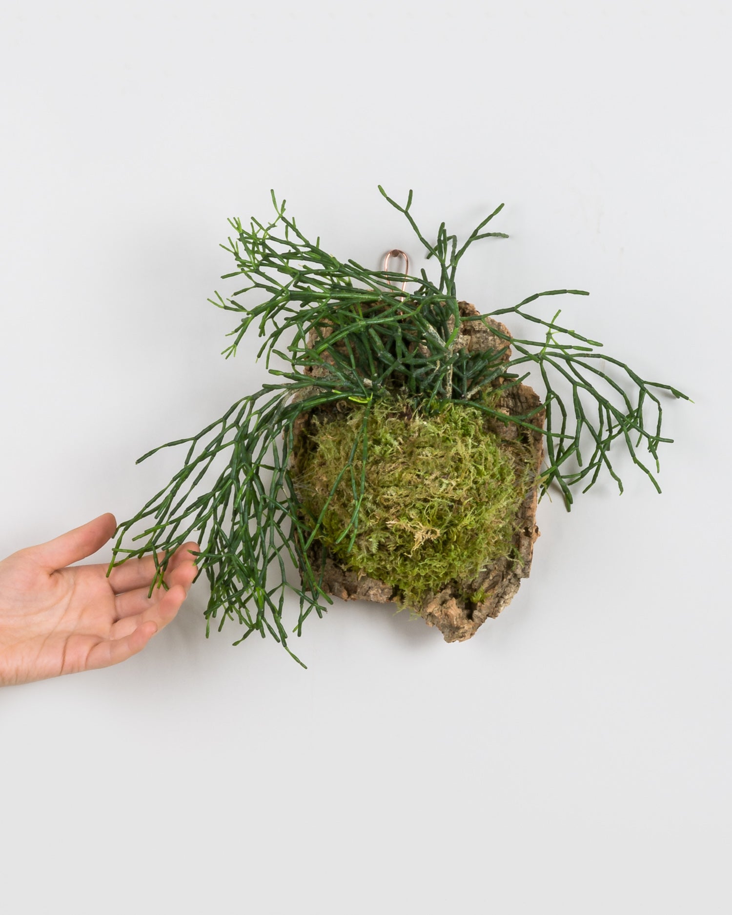 Rhipsalis Cork Mount with hand holding long foliage