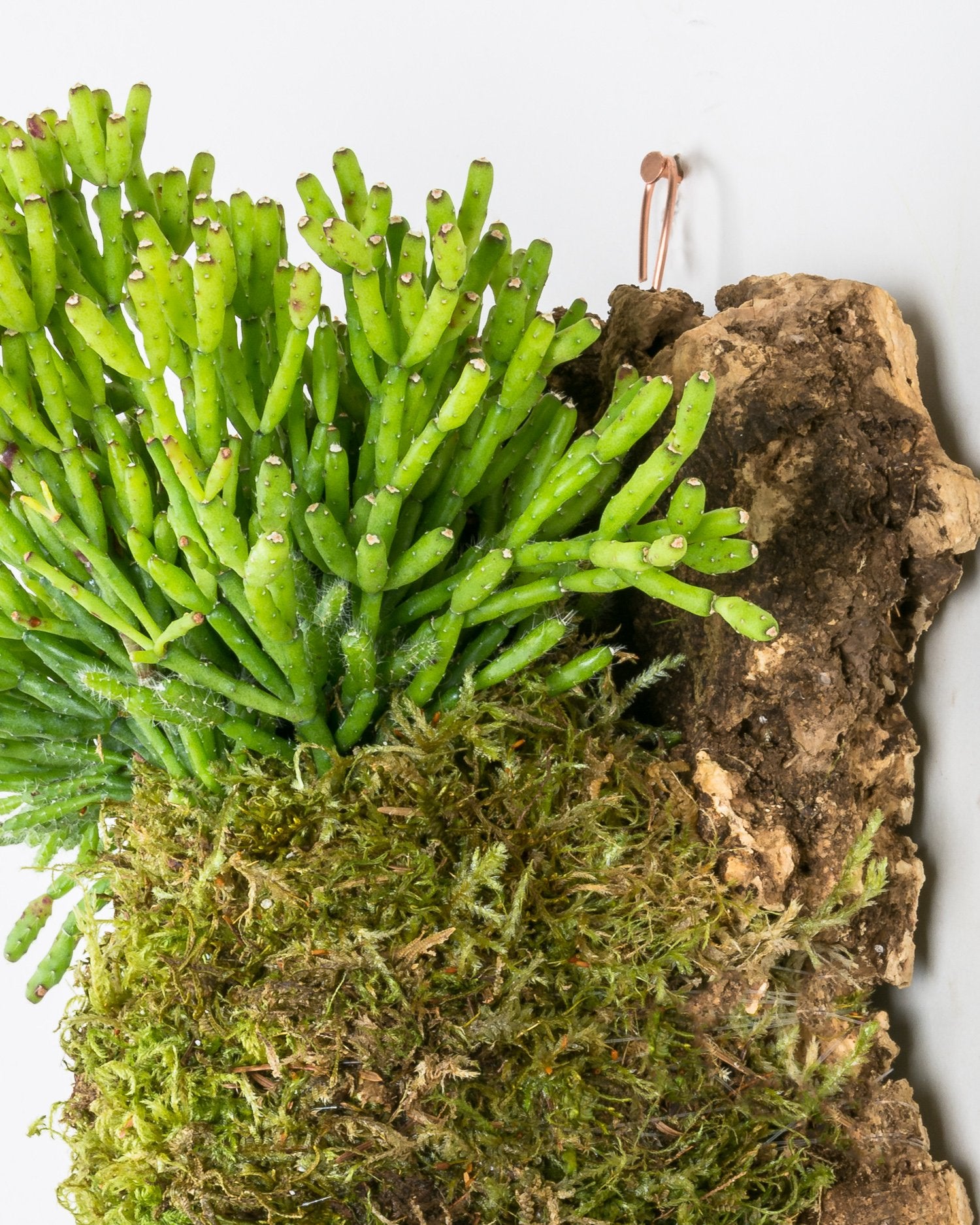 Close up of Hatiora salicornioides growing out of green moss onto cork hung on wall with copper loop