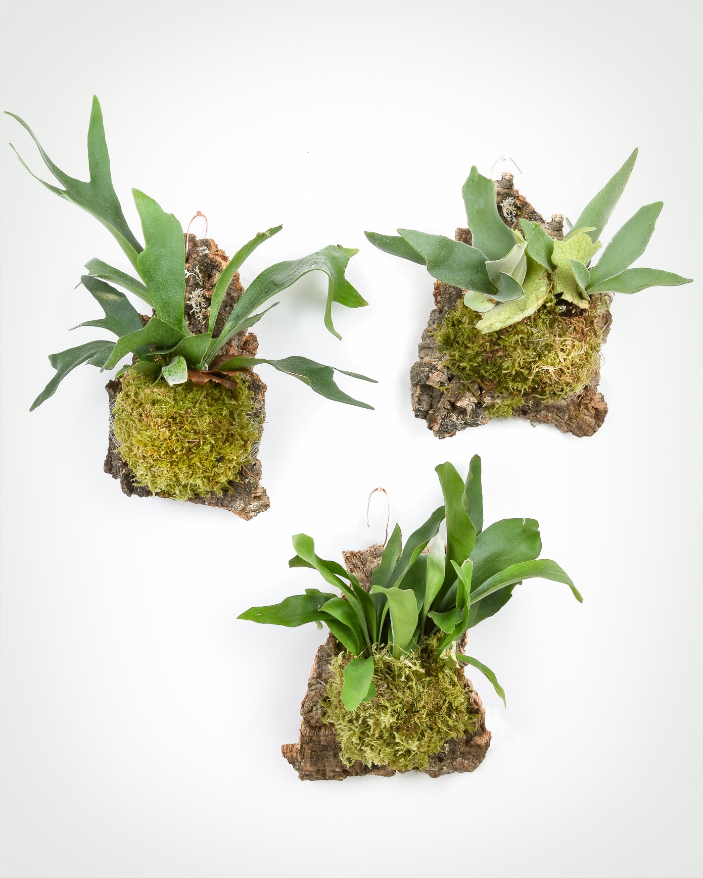 Platycerium veitchii and bifurcatum 'Netherlands' cork mounts hung on white wall