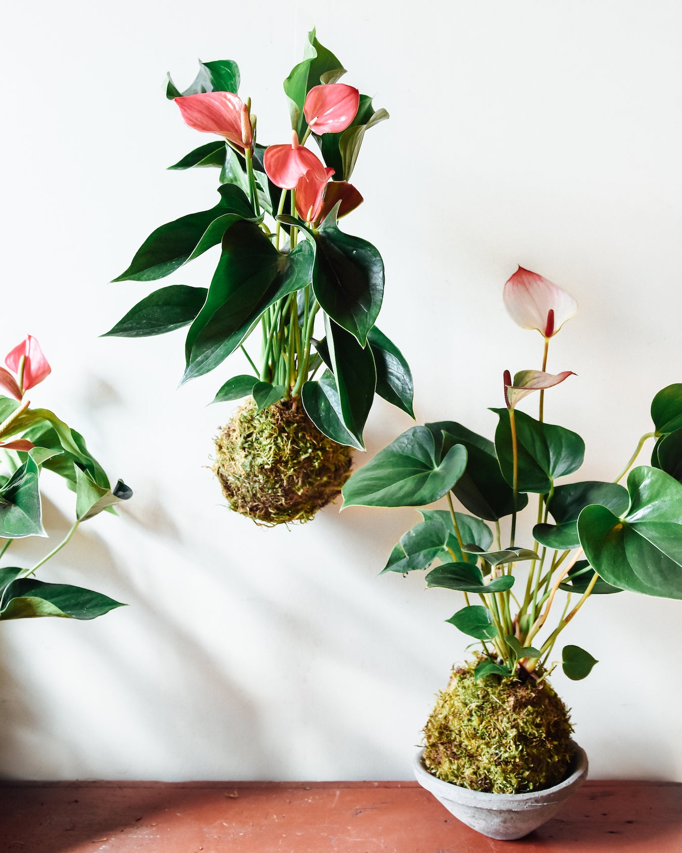 Two anthurium kokedama side by side, one hanging, and one in a concrete dish