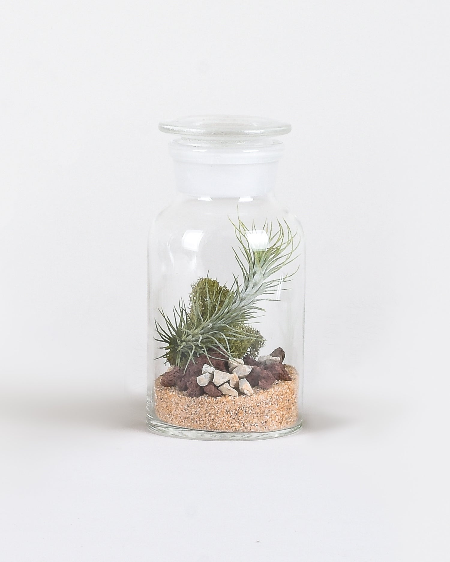 Apothecary aerium containing tan colored sand, green moss, and light green long and skinny air plant