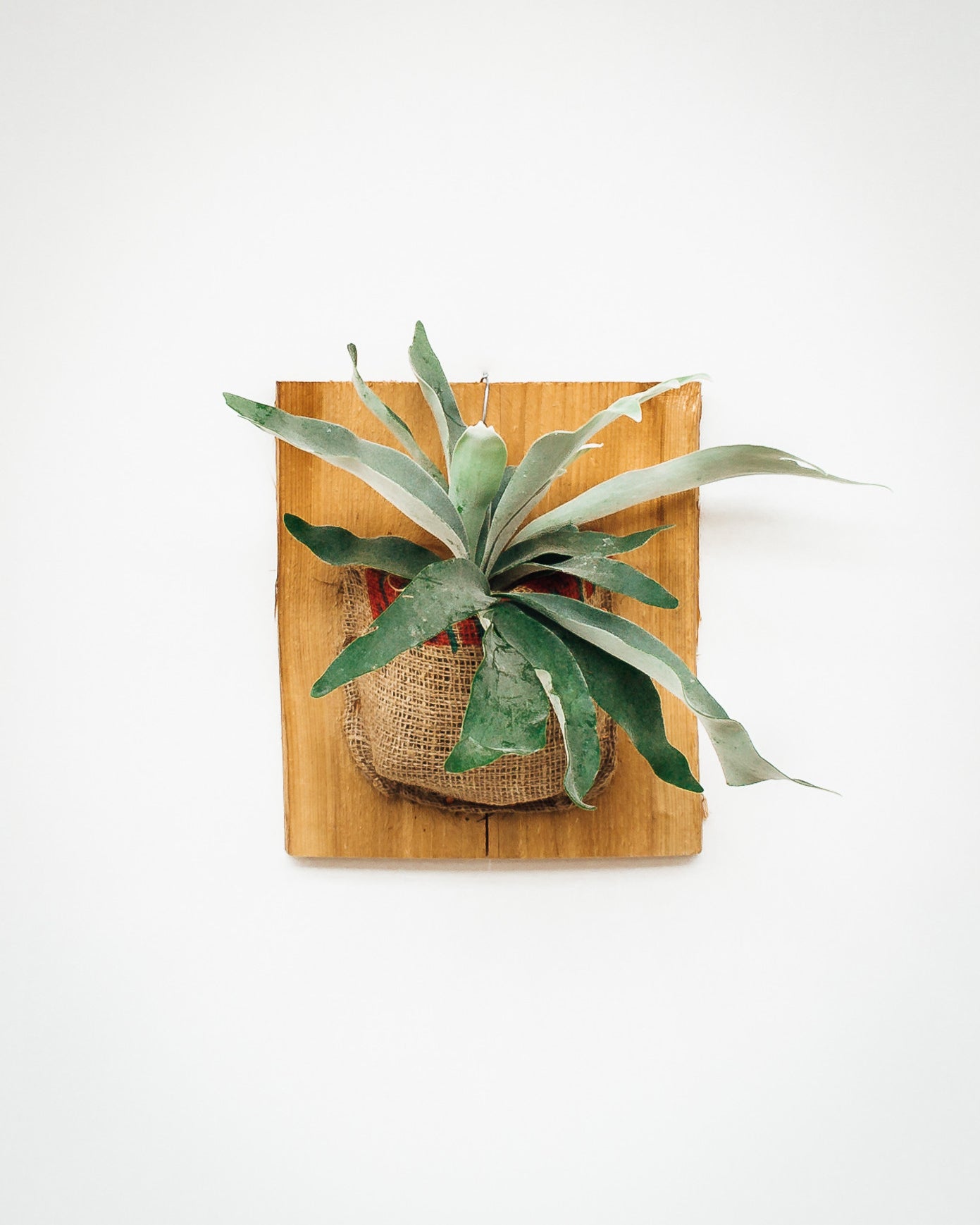 Platycerium veitchii mounted onto cedar board with plan tan burlap