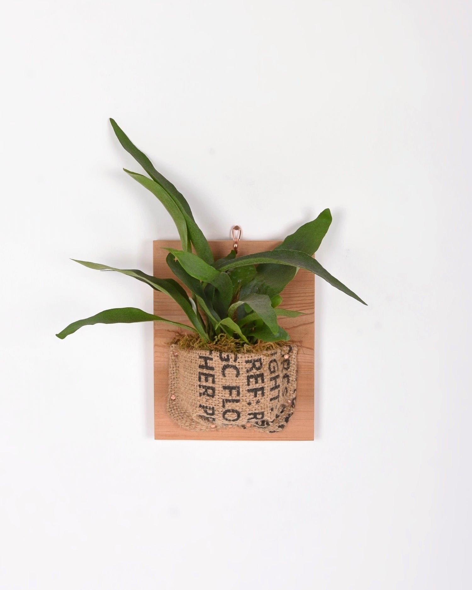 Medium staghorn fern mounted in vintage burlap with simple black writing