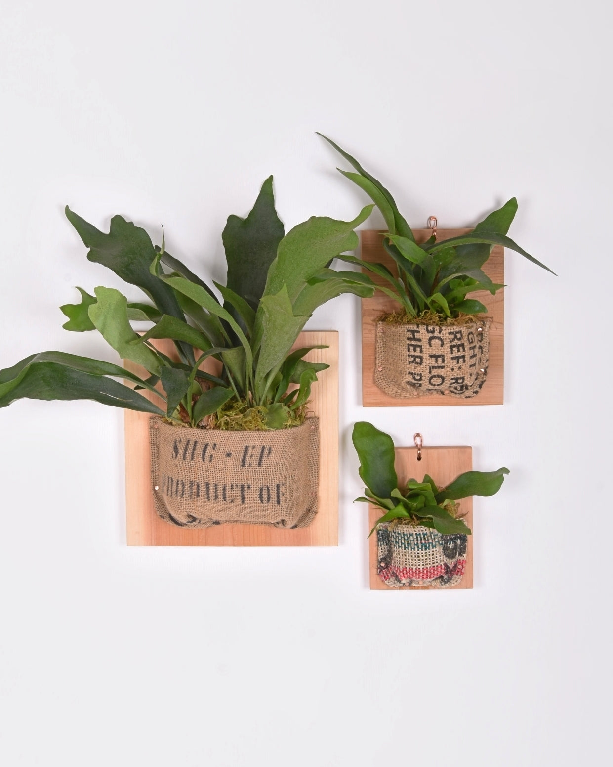 Small, medium, and large Staghorn ferns mounted in vintage burlap