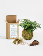 Open Kokedama Kit box showing kit supplies next to completed Davallia fern kokedama