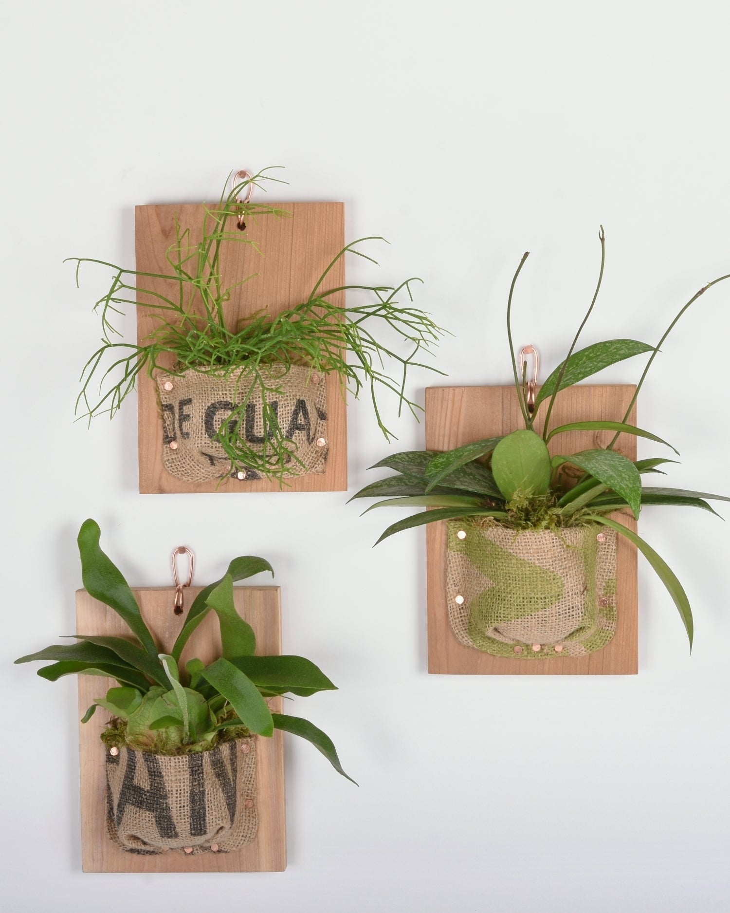 Three burlap mounts containing a staghorn fern, rhipsalis, and hoya pubicalyx all mounted with burlap of varying patterns