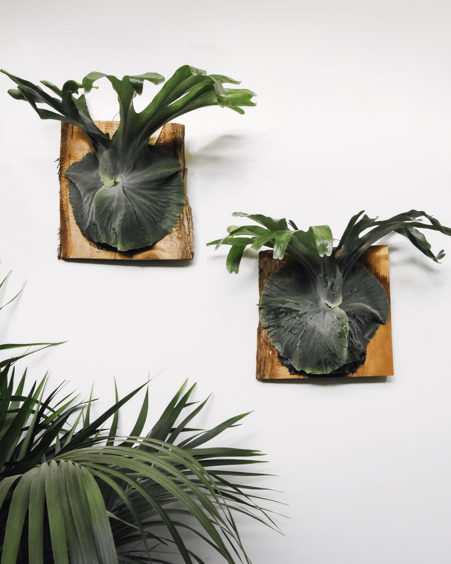 Two mounted moosehorn ferns mounted side by side on white wall
