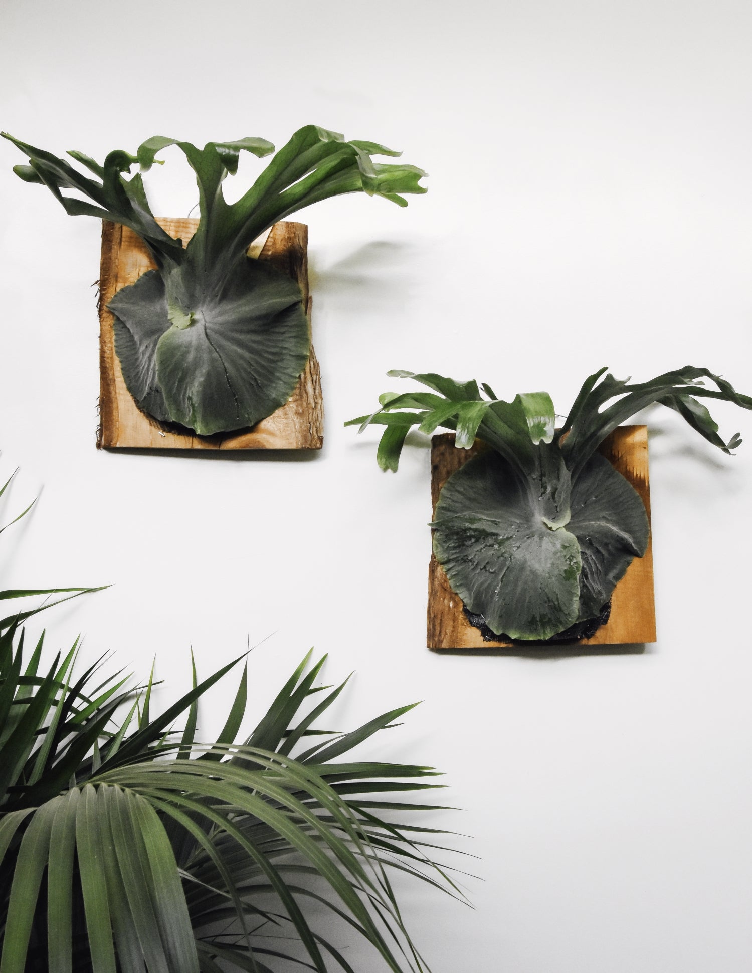 Two mounted moosehorn ferns mounted side by side on white wall