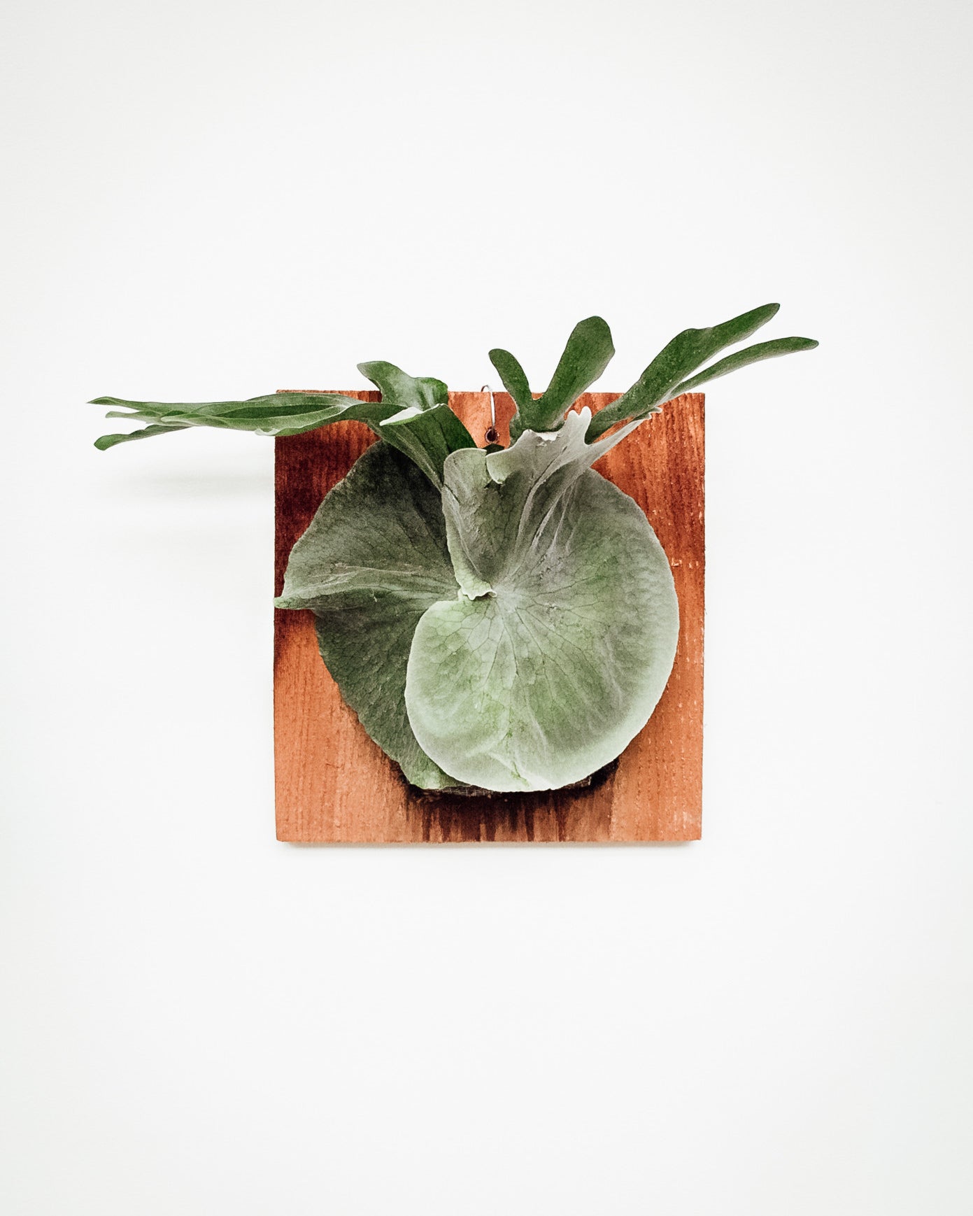 Moosehorn fern mounted on cedar board hanging on white wall