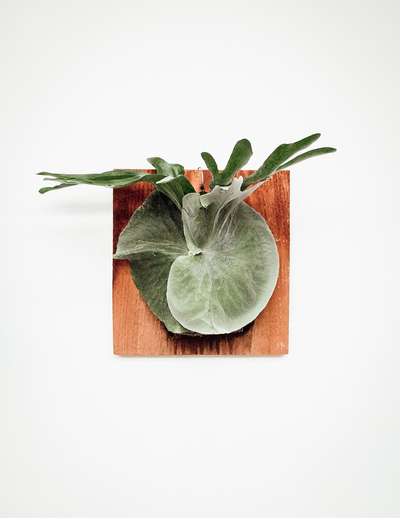 Moosehorn fern mounted on cedar board hanging on white wall
