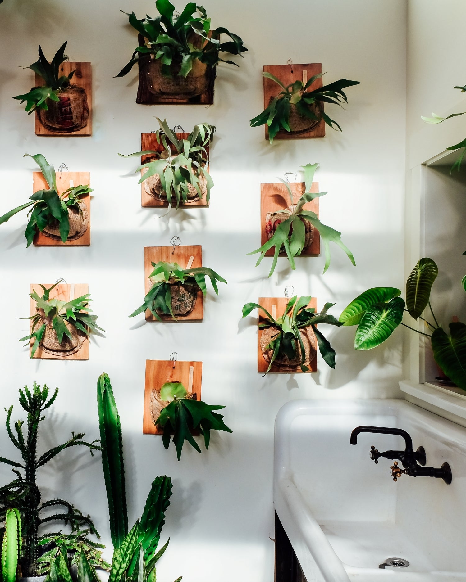 Lifestyle shot of Staghorn Ferns hanging on white wall next to sink in Pistils Mississippi retail store