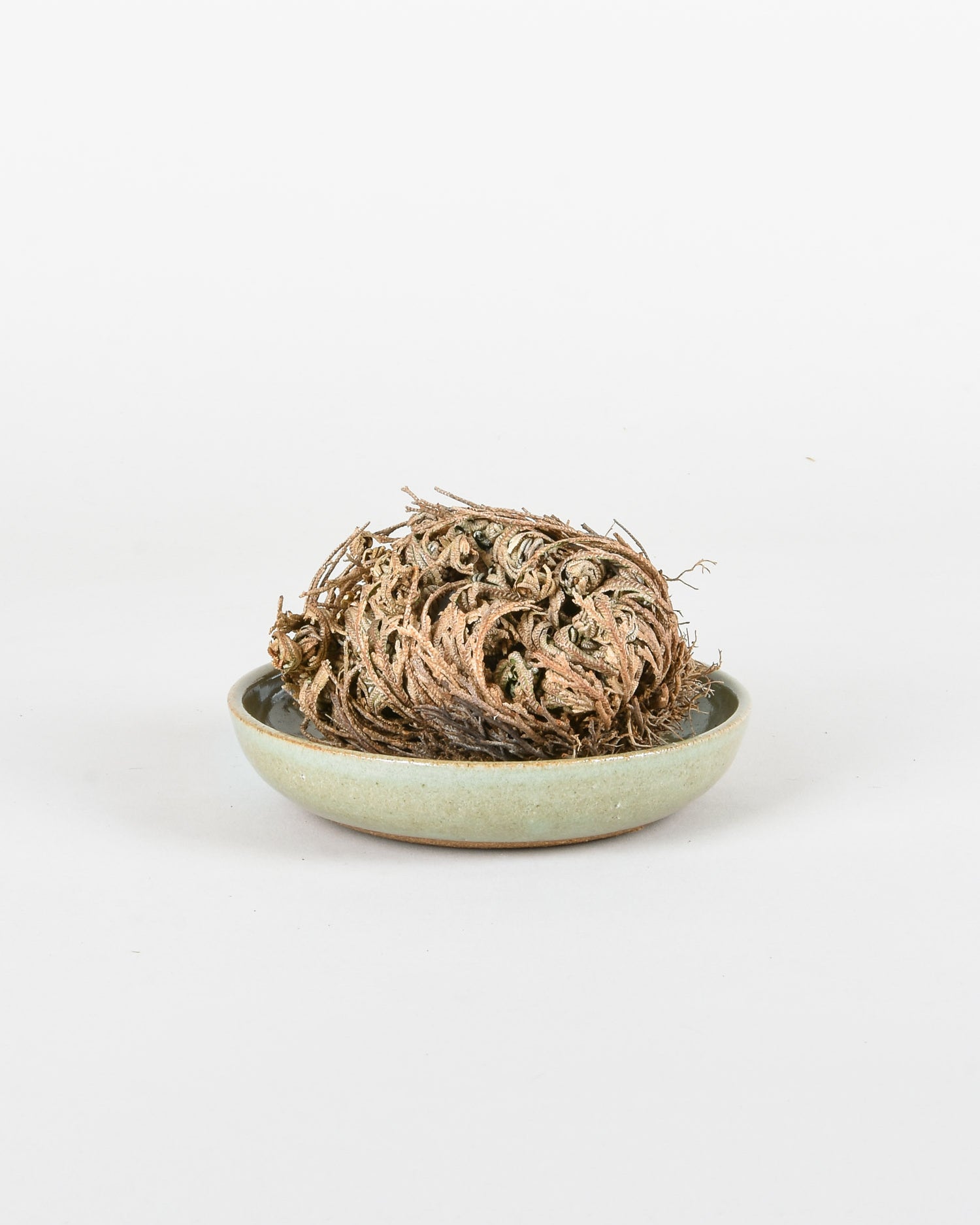 Resurrection Plant closed up sitting in shallow dish