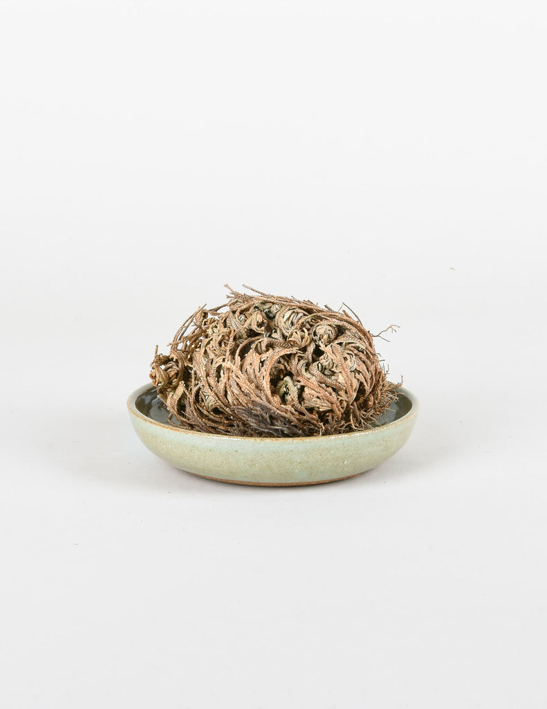 Resurrection Plant closed up sitting in shallow dish