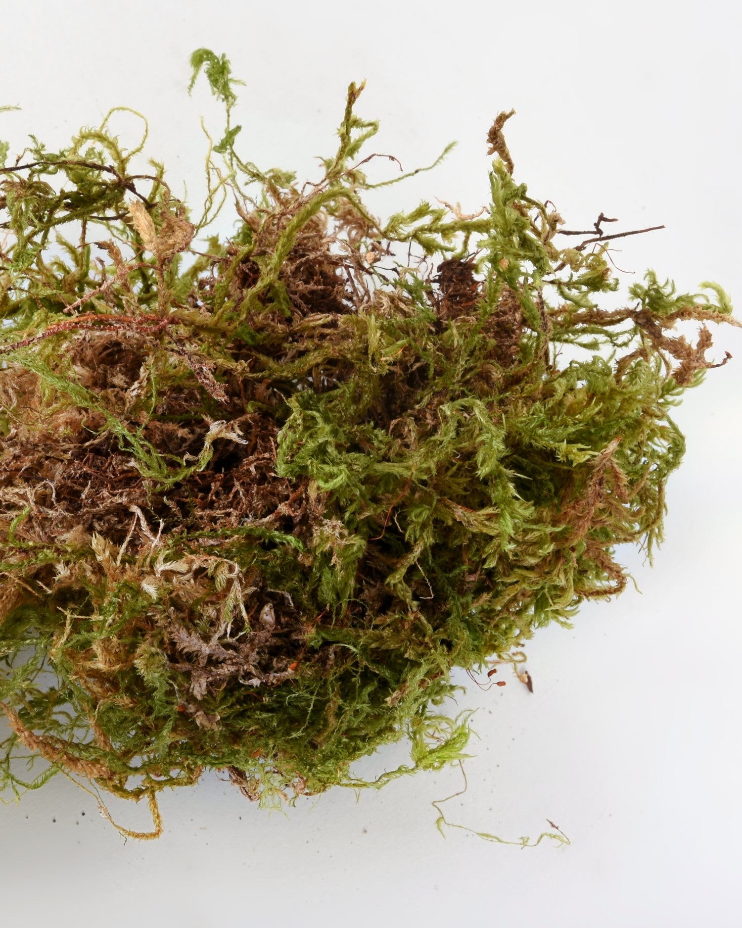 Close up of natural moss that is green and brown with a variety in texture
