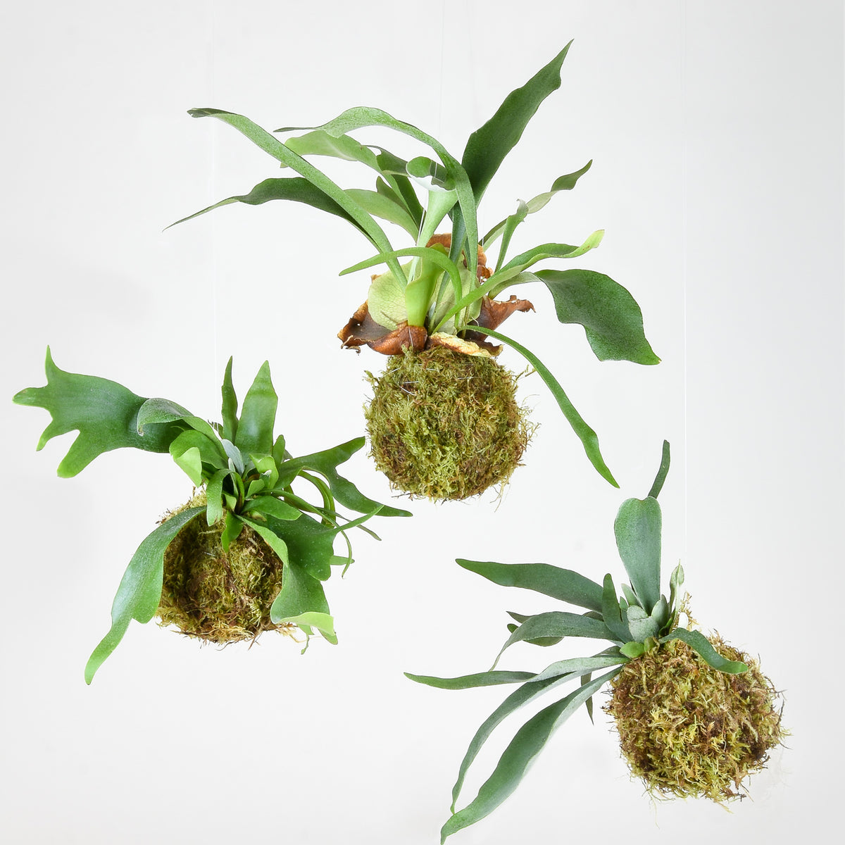 kokedama farn Staghorn Fern Kokedama - Plant Craft