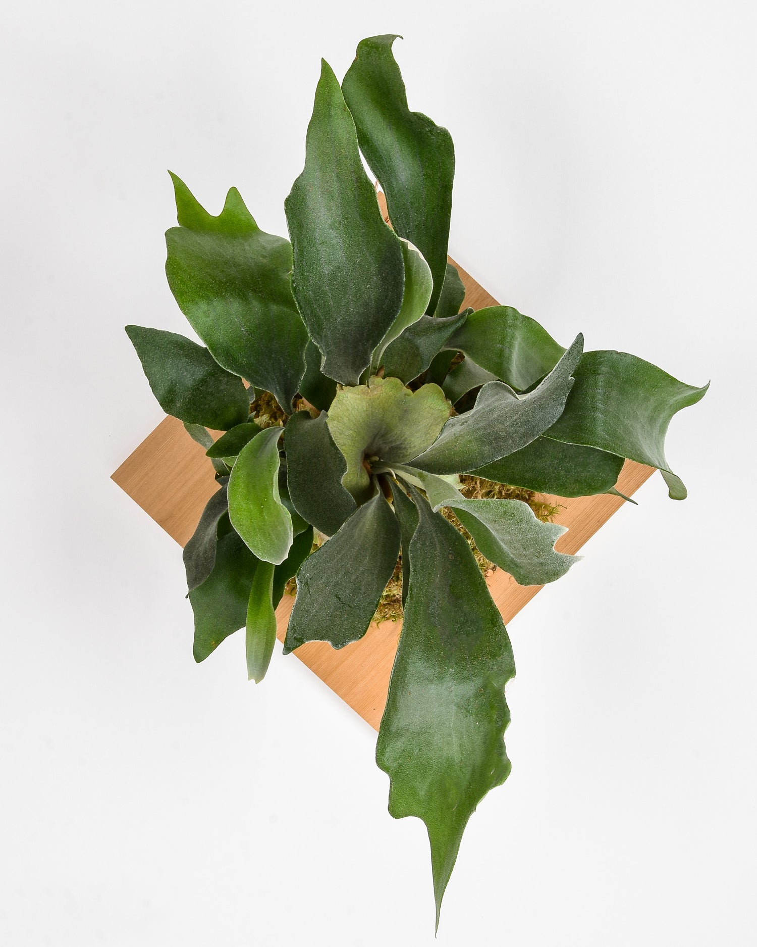 Large mounted staghorn fern plaque on white wall