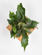 Large mounted staghorn fern plaque on white wall