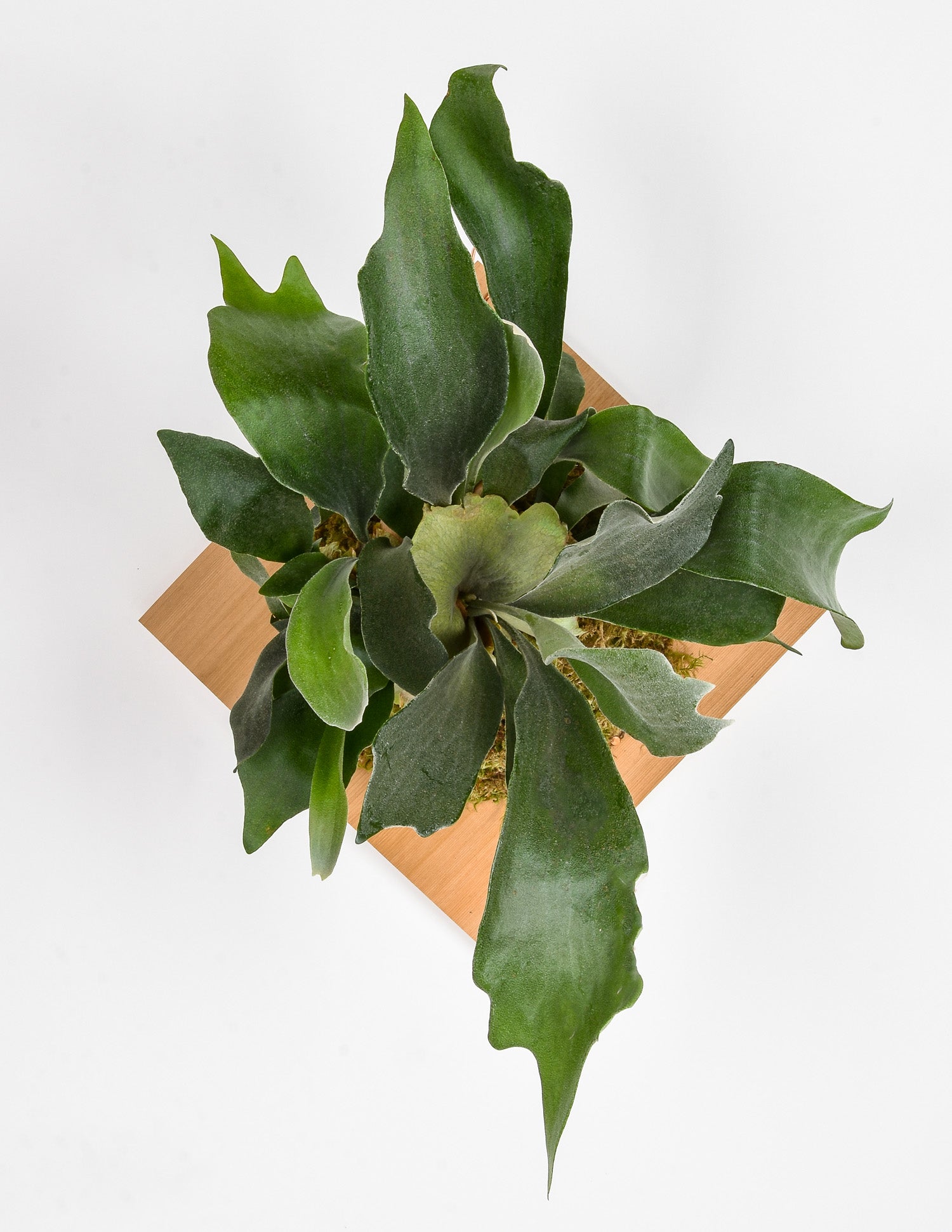 Large mounted staghorn fern plaque on white wall