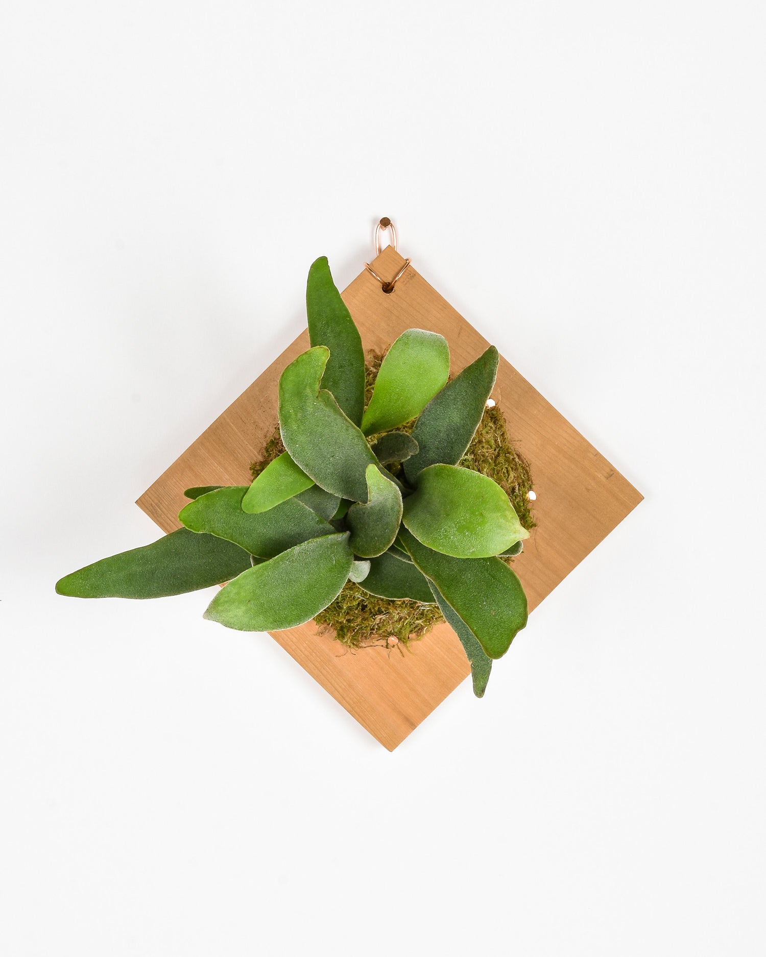 Small staghorn fern plaque on white wall