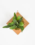 Small staghorn fern plaque on white wall