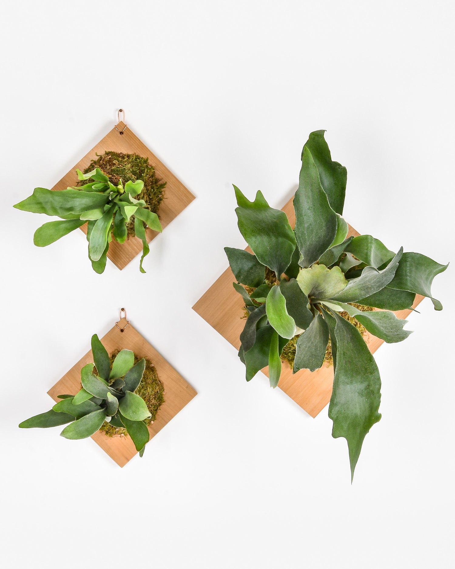 Three platycerium mounted onto diamond shaped cedar boards hanging on white wall