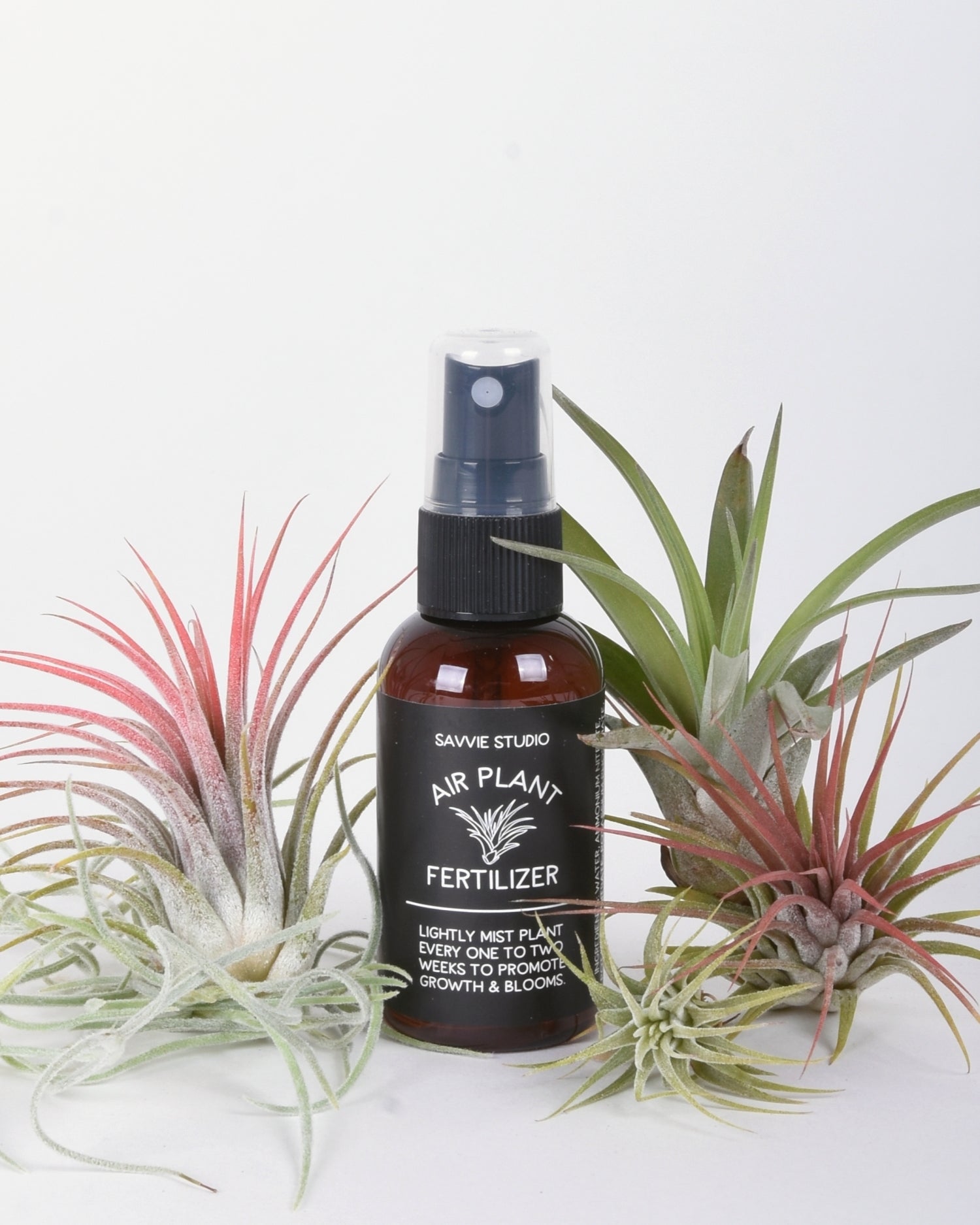 Spray bottle with black and white label surrounded by colorful air plants on a white background