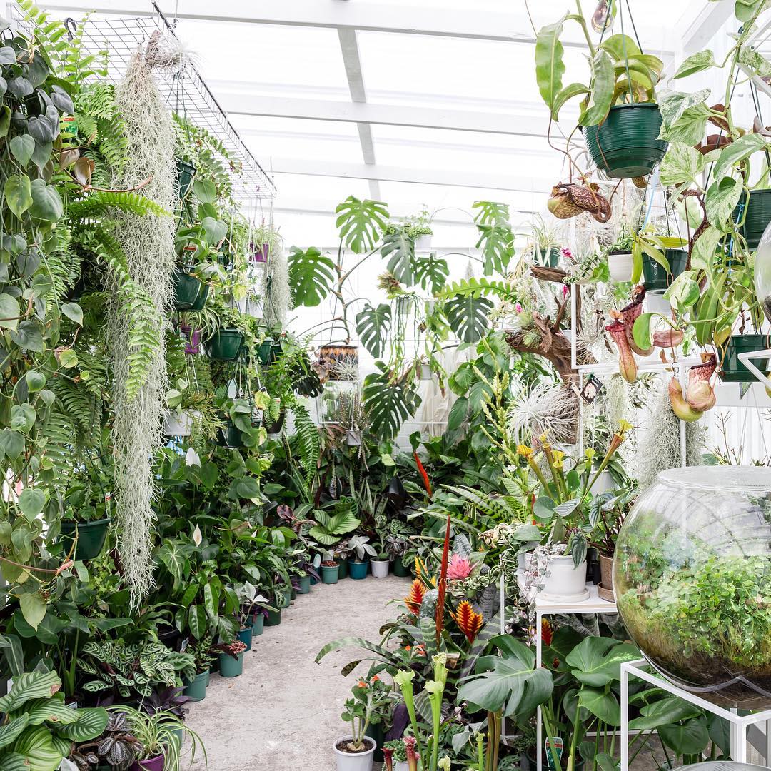 Finding Inspiration in the Plant Shops of Australia
