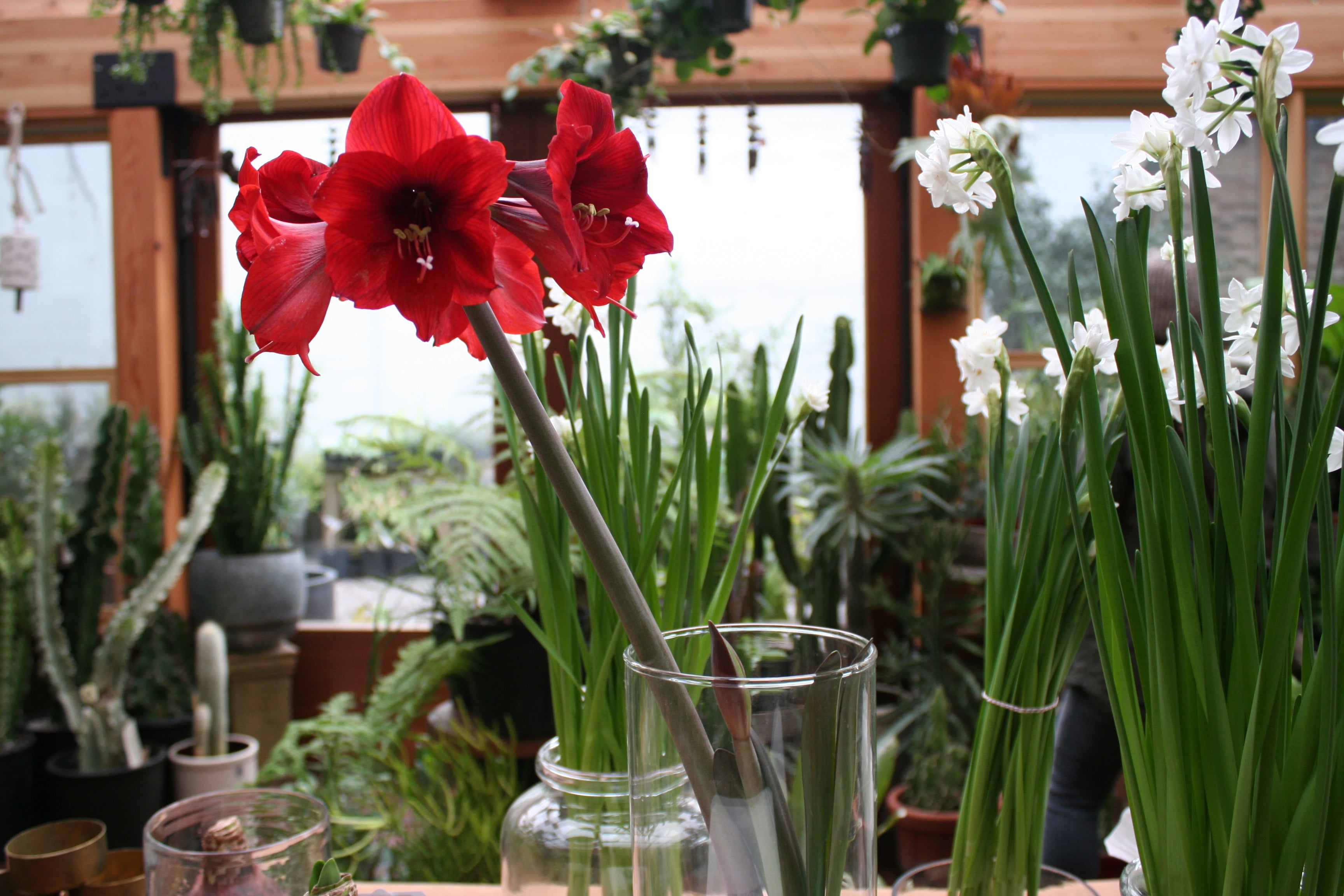 Top 5 Winter-Blooming Houseplants