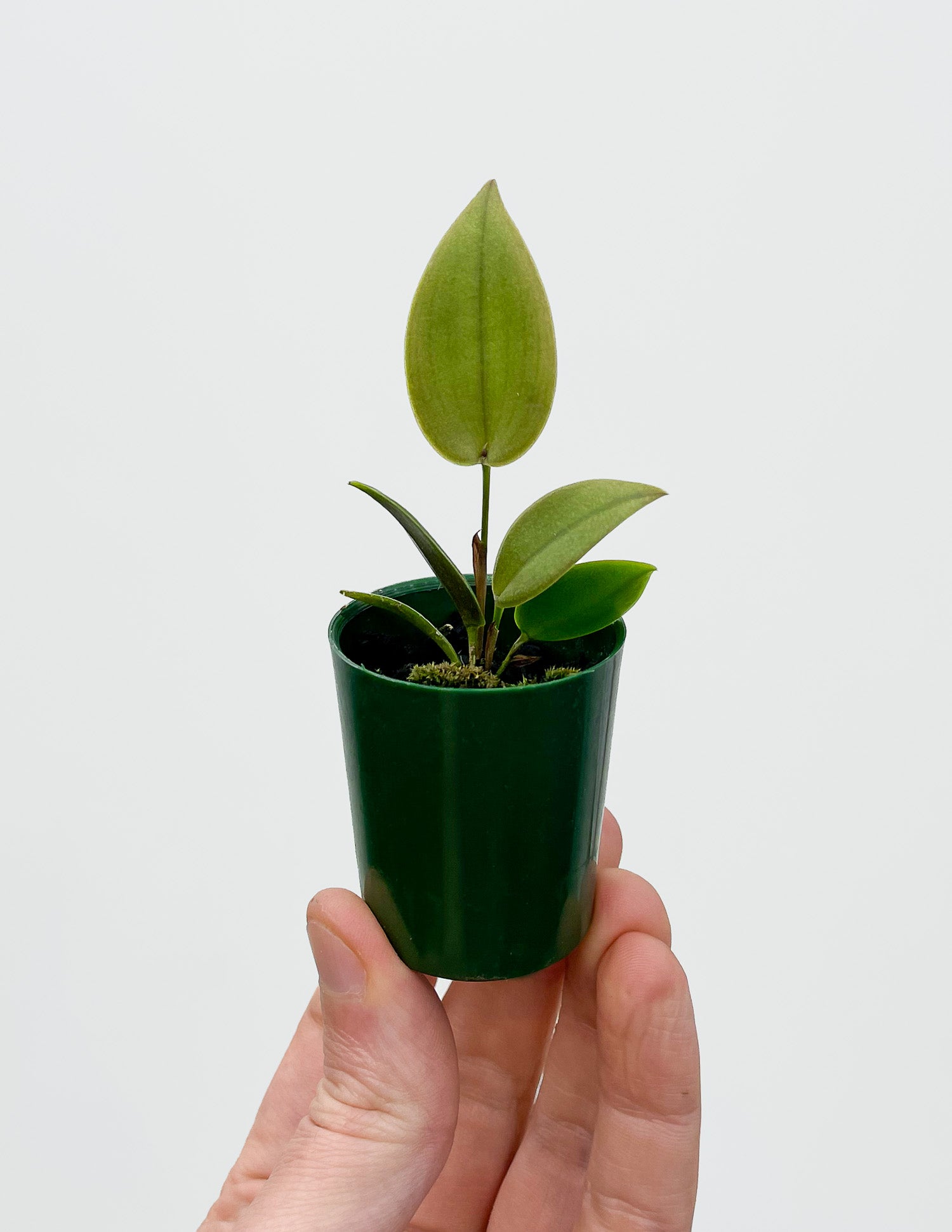 Acianthera prolifera - Rich-Fruiting Miniature Orchid