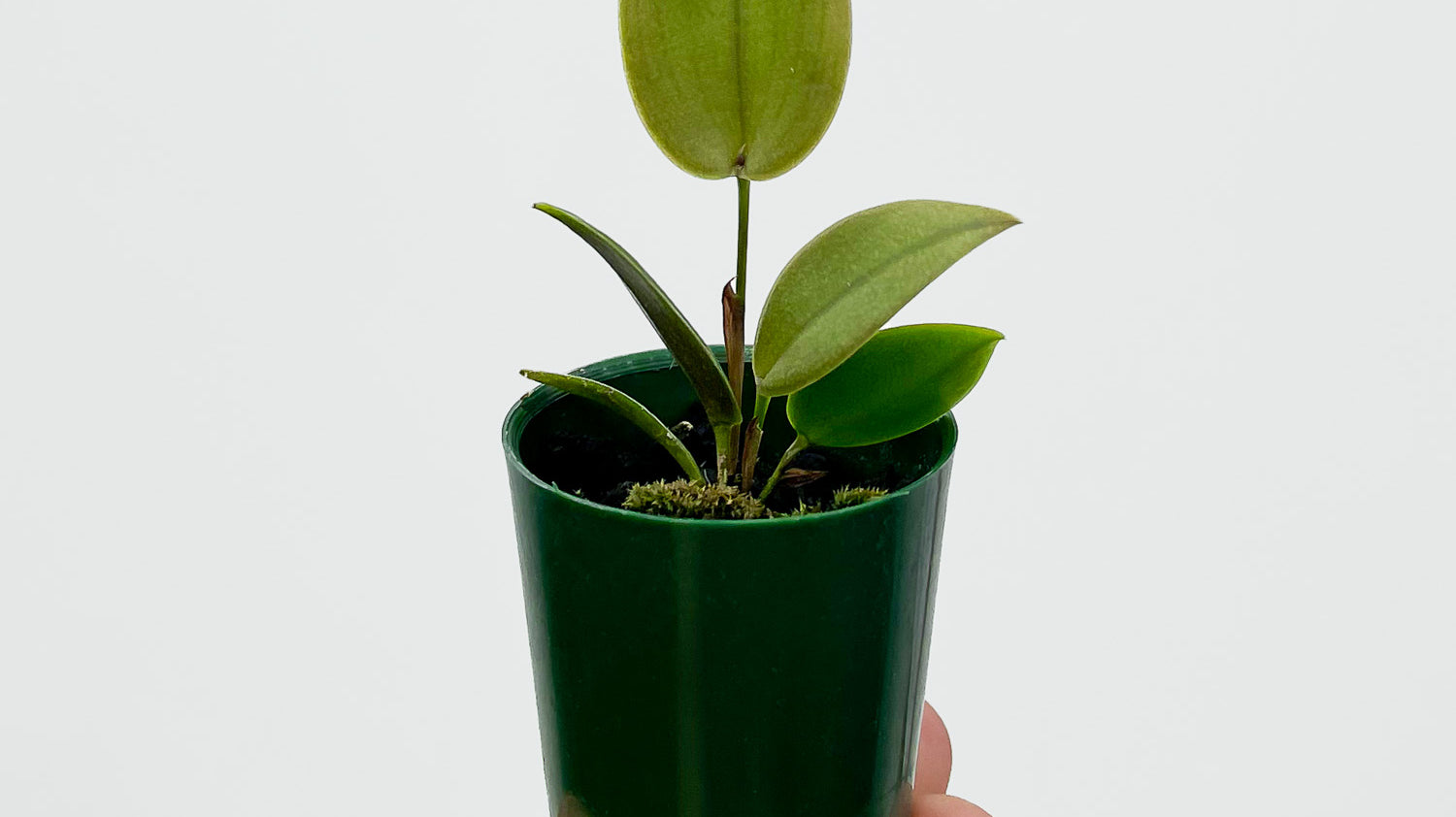 Acianthera prolifera - Rich-Fruiting Miniature Orchid