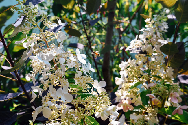 How to Plant Trees, Shrubs, Perennials and Bulbs this Fall