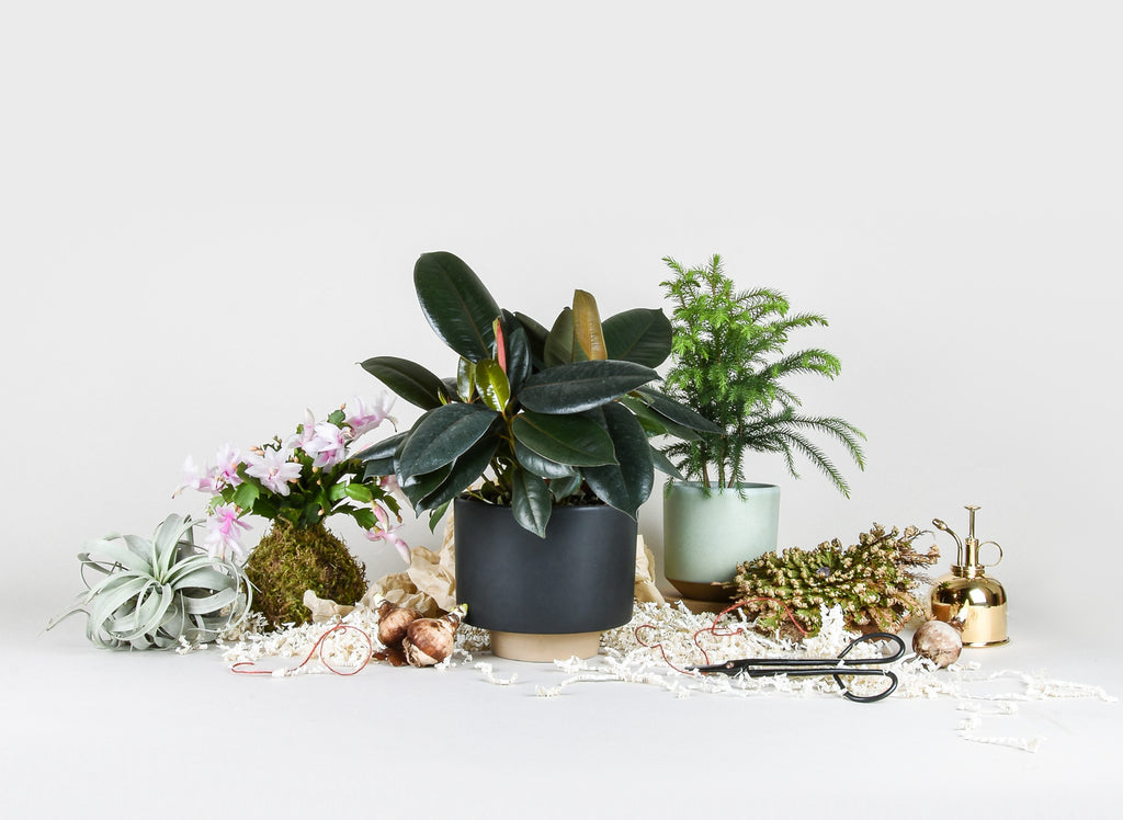 12 Days of Plant Love: A Holiday Houseplant Gift Guide