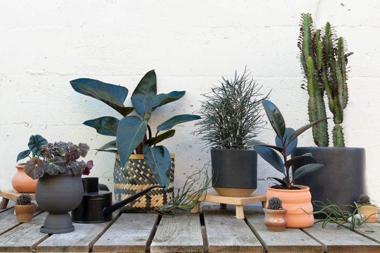 Black Houseplants: Your Guide to an Indoor Goth Garden