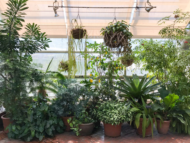 Photo Diary: Greenhouse Visit to Brooklyn Botanic Garden Conservatory