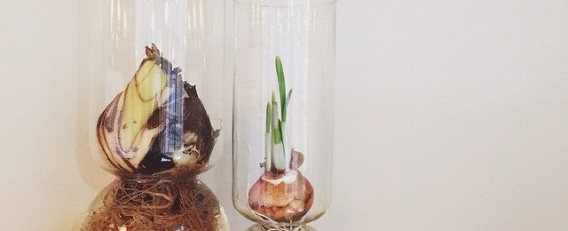 How To Force Bulbs for Indoor Blossoms