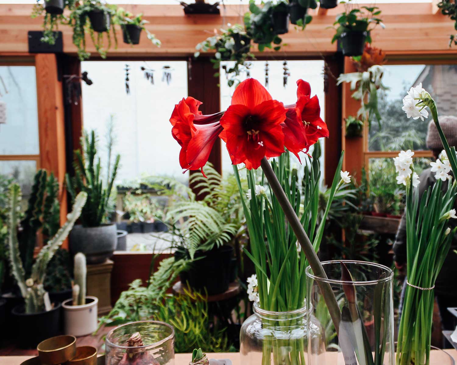 New Year, New Blooms: Forcing Bulbs for Flower Magic