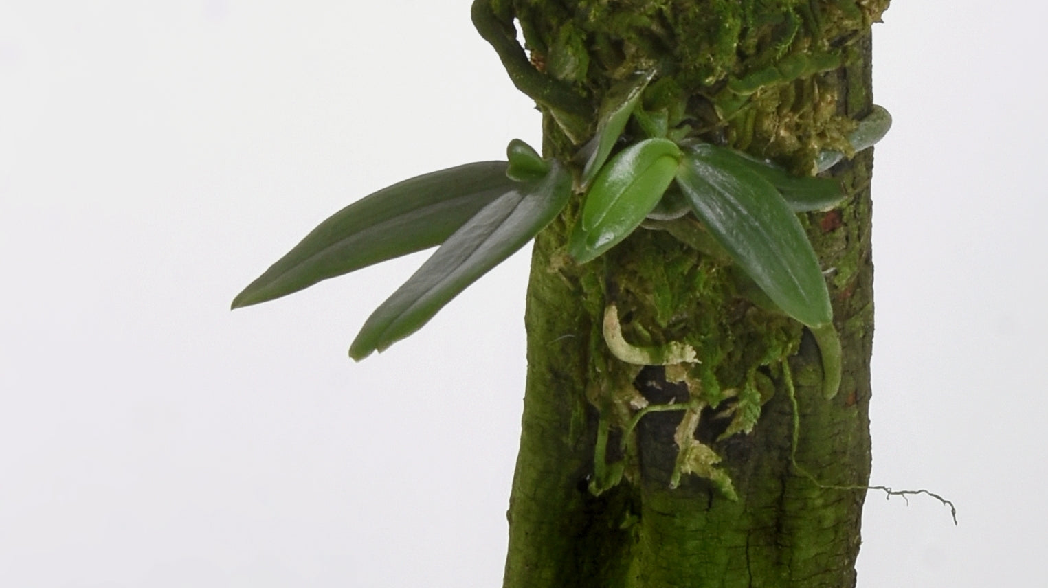 Aerangis luteoalba var. rhodosticta - Dotted Fan Orchid