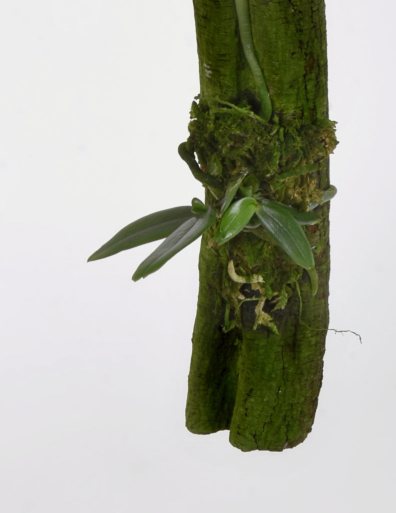 Aerangis luteoalba var. rhodosticta - Dotted Fan Orchid