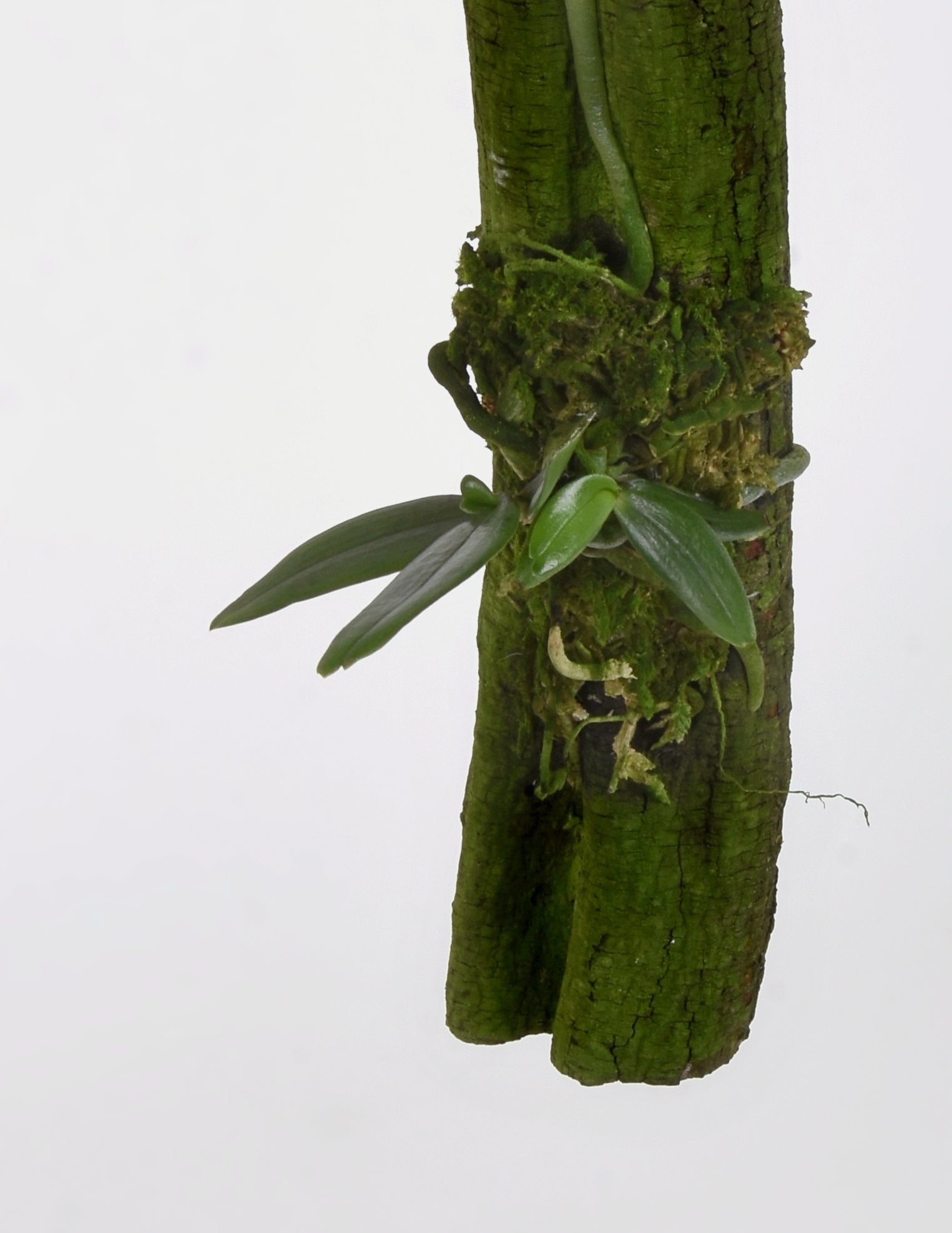 Aerangis luteoalba var. rhodosticta - Dotted Fan Orchid – Pistils