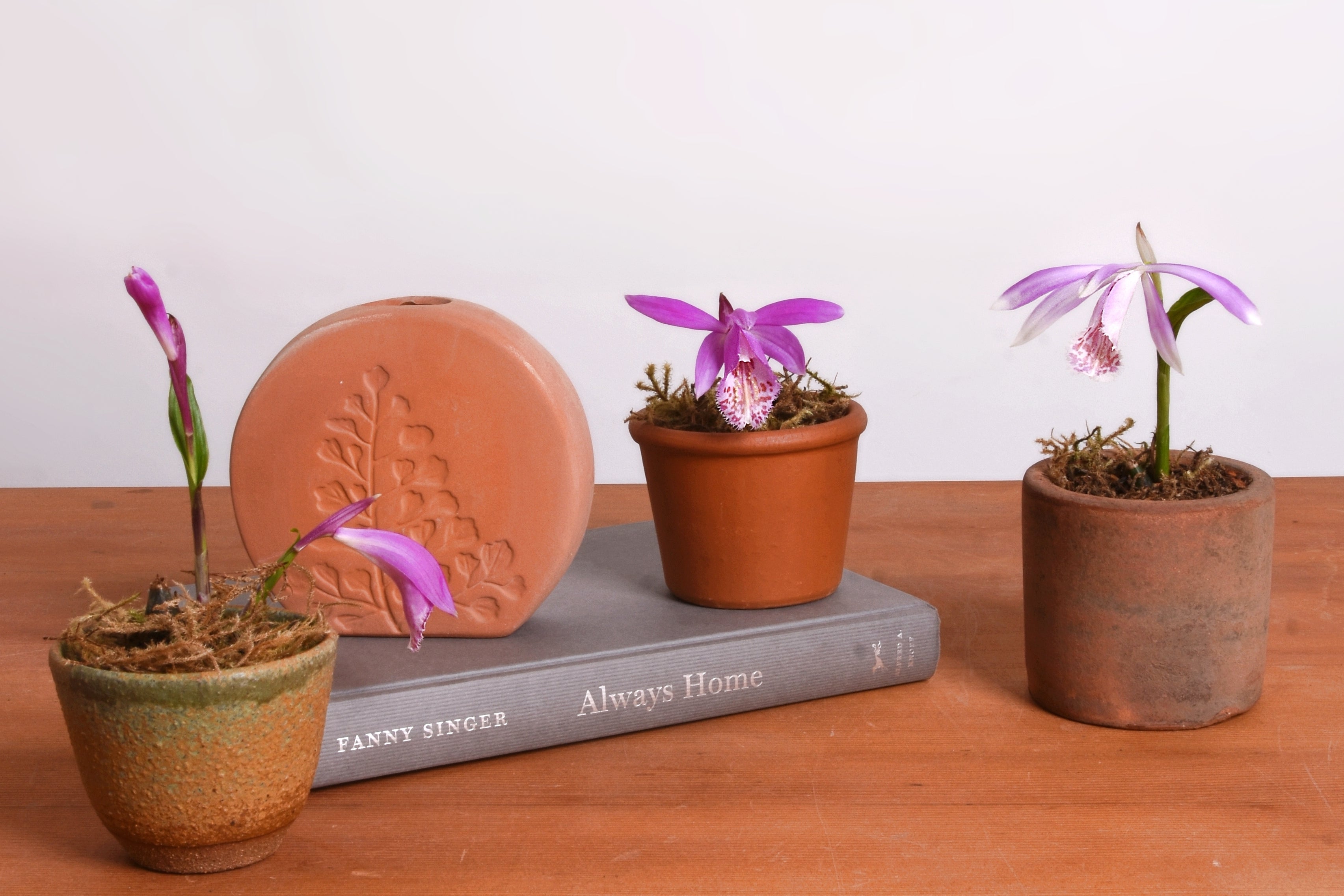 Pleione Orchid Care Guide