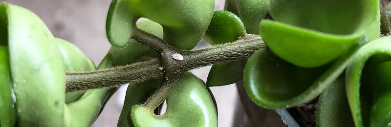 Dealing with Houseplant Pests, Part 1: Background, Prevention and Treatment Methods