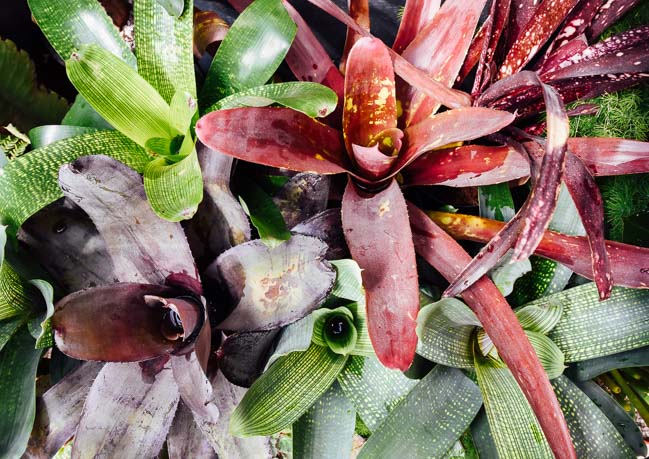All About Bromeliads: Our New Favorite Bromeliad Genera and How To Care For Them