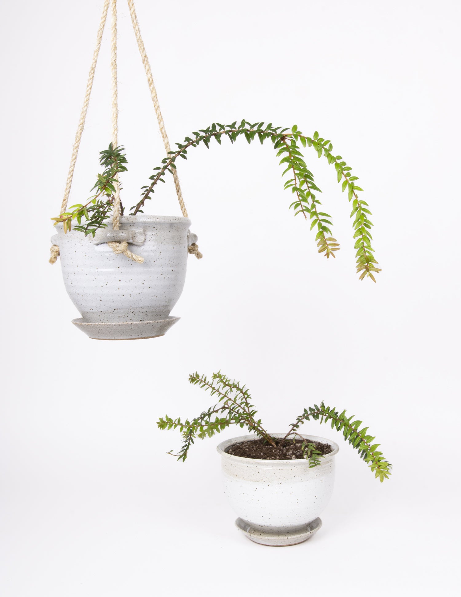 Agapetes serpens - Himalayan Blueberry